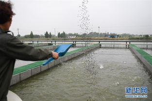 浙江湖州 跑道養魚新變革，畜牧漁業飼料銷售迎契機